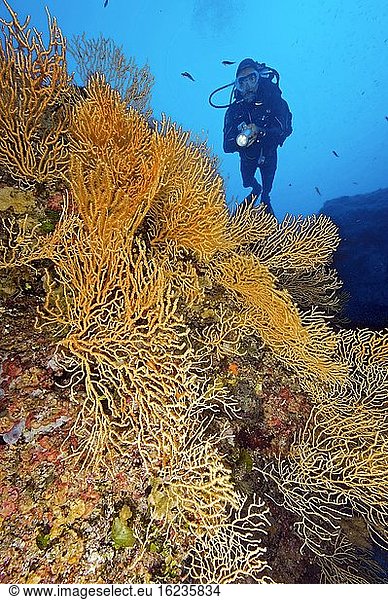 Taucher und Gelbe Mittelmeer-Gorgonie (Eunicella cavolinii)  Hornkoralle  Mittelmeer