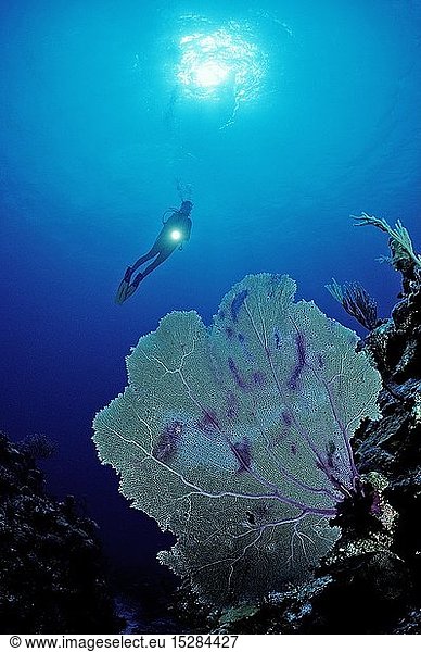 Taucher und Gorgonienkorallen  Britische Jungferninseln