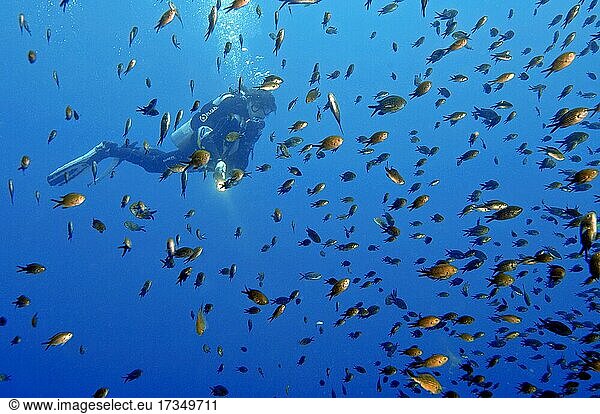 Taucherin betrachtet Fischschwarm von Mittelmeer-Fahenbarsche  Mönchsfische (Chromis chromis) Mittelmeer  Italien  Europa