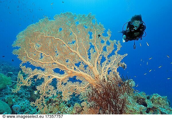 Taucherin betrachtet große Fächerkoralle (Annella mollis) in Korallenriff  im Vordergrunsd kleine Schwarze Koralle (Antipathes Dichotoma)  Rotes Meer  Aqaba  Jordanien  Asien