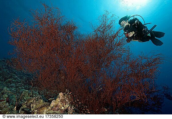 Taucherin betrachtet große Schwarze Koralle (Antipathes Dichotoma)  Rotes Meer  Aqaba  Jordanien  Asien