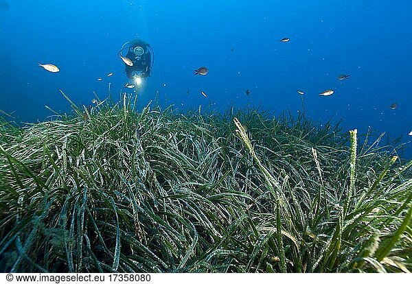 Taucherin betrachtet Seegraswiese im Mittelmeer mit Neptungras (Posidonia oceanica)  Mittelmeer  Sardinien  Italien  Europa