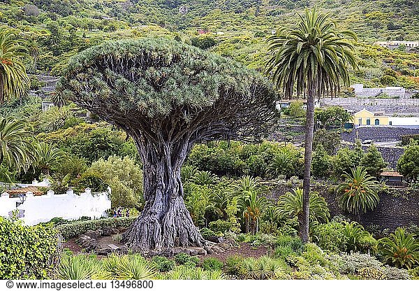 Tausend Jahre alter kanarischer Drachenbaum (Dracaena draco)  Drago Milenario  Icod de los Vinos  Teneriffa  Kanarische Inseln  Spanien  Europa