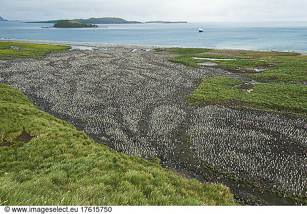 Tausende von Königspinguinen (Aptenodytes patagonicus) sitzen während der Brutzeit auf der felsigen Landschaft und am Strand der Insel Südgeorgien; Südgeorgien  Antarktis