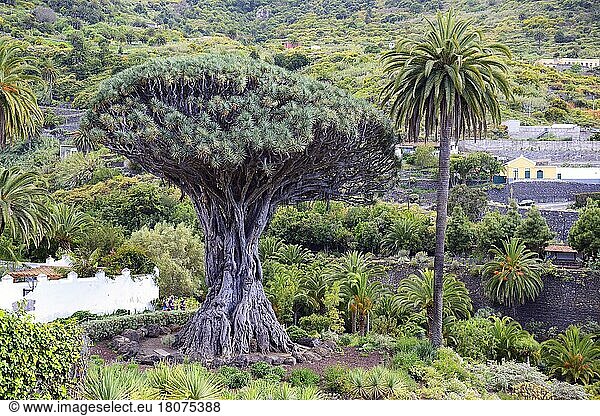 Tausendjähriger  kanarischer Drachenbaum (Dracaena draco) Drago Milenario  Icod de los Vinos  Teneriffa  Kanarische Inseln  Spanien  Europa
