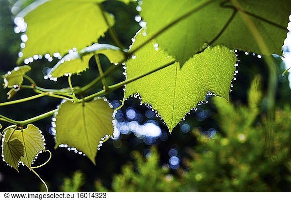 Tautropfen hängen von jeder Ecke der Blätter der Concord-Traube an einem Rebstock in einem Hinterhof  bevor die Fruchtknospen angelegt werden  Ontario  Kanada.