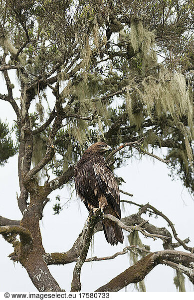 Tawny Eagle (Aquila rapax) in the Simien Mountains Nationalpark. Africa  EAst Africa  Ehtiopia