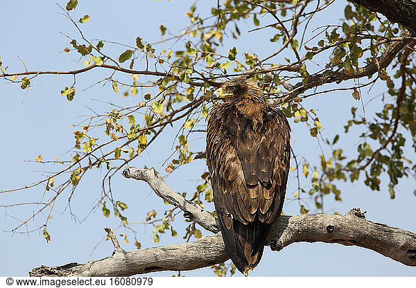 Tawny Eagle (Aquila rapax) in wait on a branch  South Africa