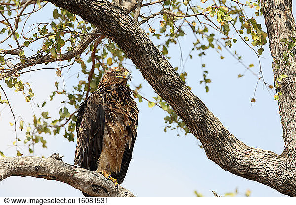 Tawny Eagle (Aquila rapax) on the lookout on a branch  South Africa