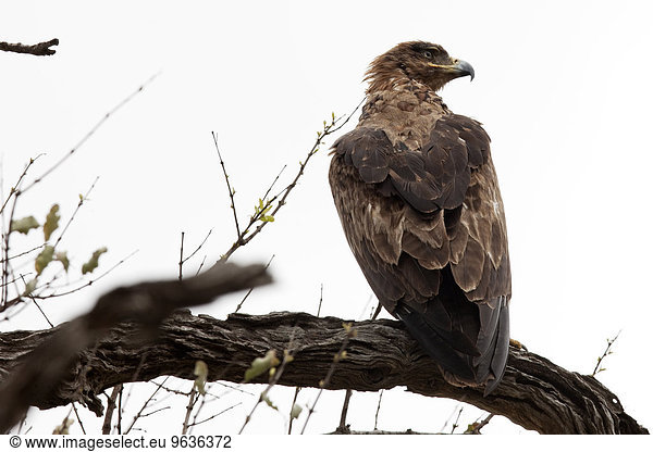 Tawny Eagle (Aquila rapax) perching on a branch