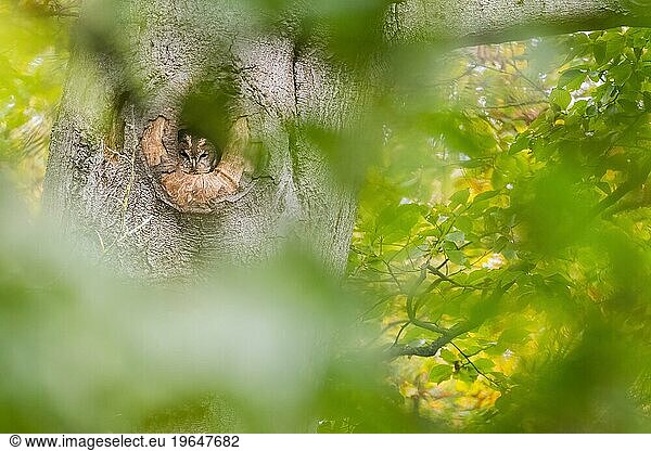 Tawny owl (Strix aluco) looking out of its tree hollow  autumnal ambience  Hesse  Germany  Europe