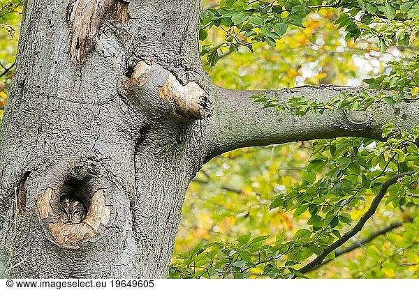 Tawny owl (Strix aluco) looking out of its tree hollow  autumnal ambience  Hesse  Germany  Europe