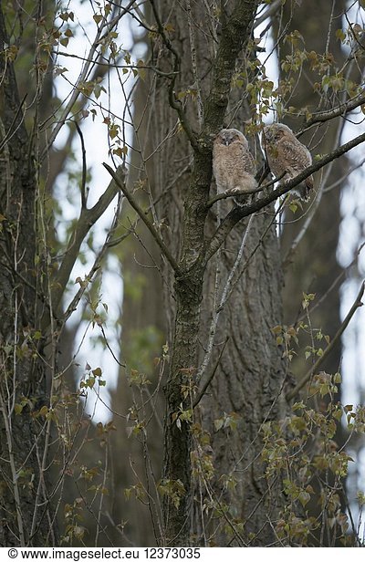 Tawny Owls ( Strix aluco )  two chicks  perched high up in a tree  sleeping  day rest  wildlife  Germany.