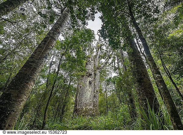 Te Matua Ngahere  Vater des Waldes  riesige Agathis australis (Agathis australis)  Four Sisters  Waipoua Forest  Northland  Nordinsel  Neuseeland  Ozeanien