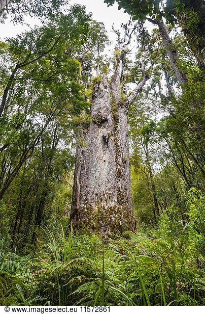 Te Matua Ngahere  Vater des Waldes  riesiger Kauri-Baum (Agathis australis)  The Four Sisters  Waipoua Forest  Northland  Nordinsel  Neuseeland  Ozeanien