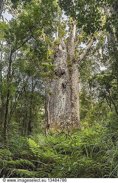 Te Matua Ngahere  Vater des Waldes  sehr alte und große Agathis australis (Agathis australis)  Waipoua Forest  Northland  Nordinsel  Neuseeland  Ozeanien