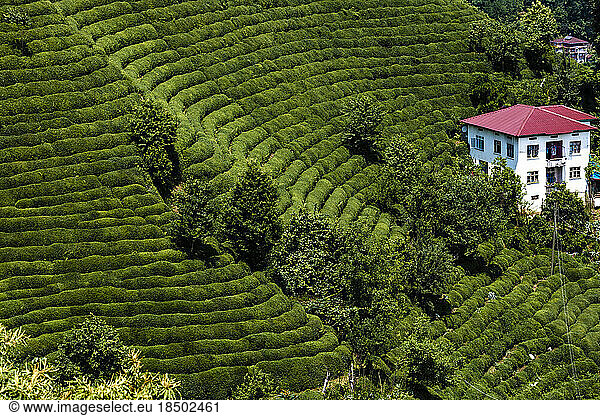 Tea Gardens Of Rize