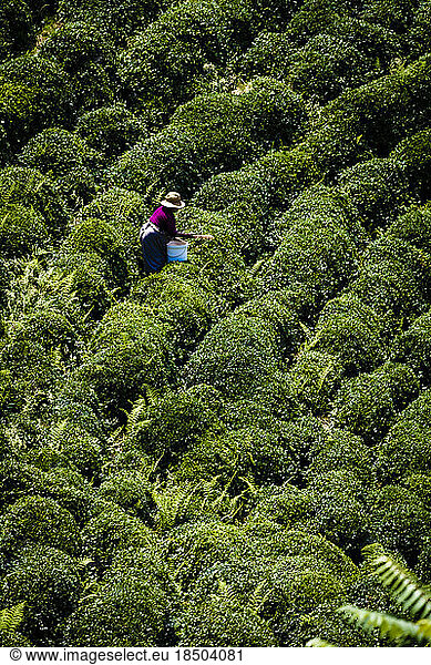 Tea Gardens Of Rize