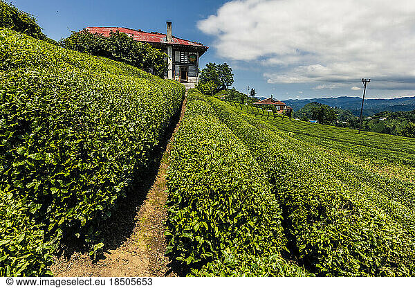 Tea Gardens Of Rize