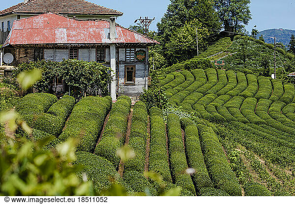Tea Gardens Of Rize