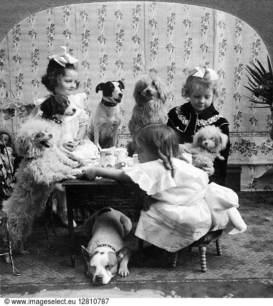 TEA PARTY  c1906. A posed studio portrait of three girls having a tea party with six dogs. Stereograph  c1906.