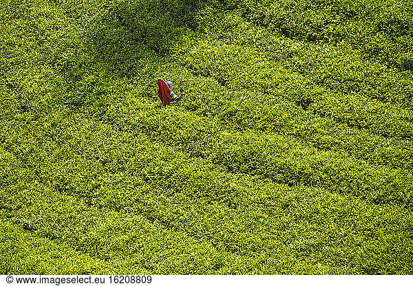 Tea pluckers Tea pluckers, Nuwara Eliya, Central Province, Sri Lanka ...