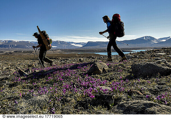 Team members of a climate change expedition in Greenland are hiking along Vandredalen  a huge open valley  much larger than Grottedalen  to explore the valley of caves. Wild pink flowers grow out from mosses on the ground; Greenland