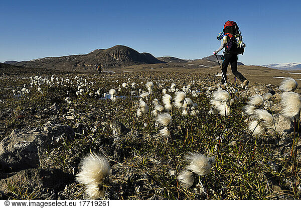 Team members of a climate change expedition in Greenland are hiking in an area surrounded by Arctic cottongrass (Eriophorum callitrix) as they leave Vandredalen behind and approach Grottedalen to explore the valley of caves; Greenland