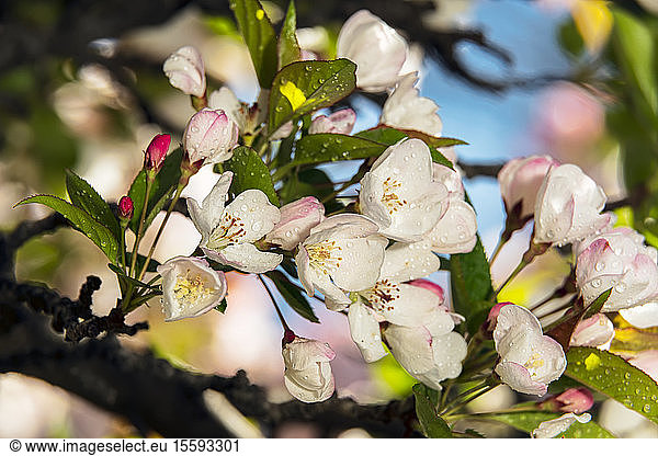 Teeapfel (Rosaceae)  (Malus Hupehensis)  New York Botanical Garden; Bronx  New York  Vereinigte Staaten von Amerika