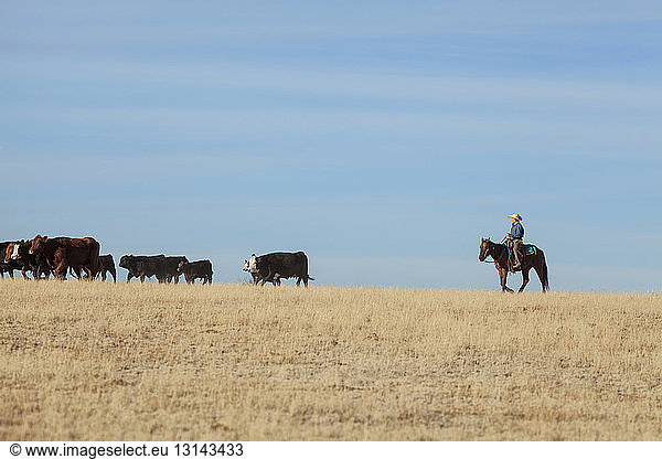 Teenage cowboy herding cattle while riding hose on field against blue sky