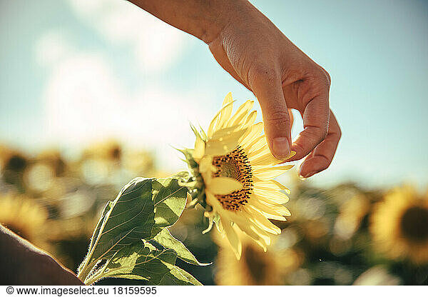 Teenage girl's hand plucking petals from a sunflower