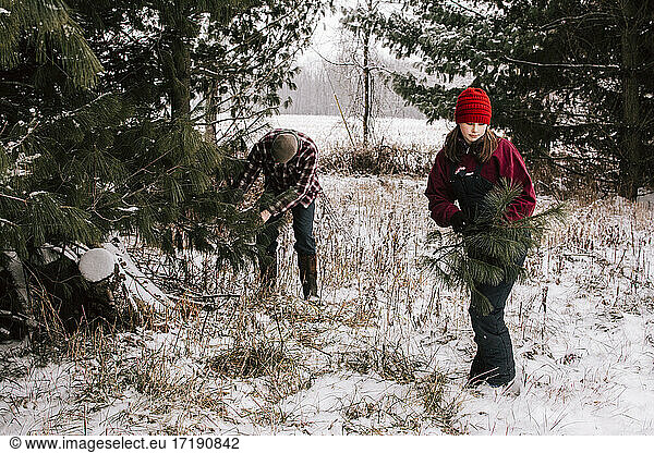 Teenager in schneebedeckten Kiefern sammeln Kiefernzweige
