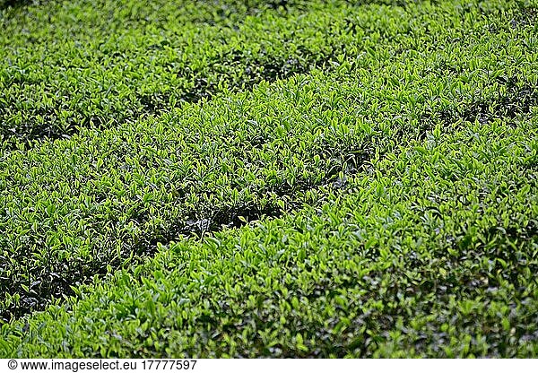 Teeplantage  Cameron Highlands  Malaysia  Asien