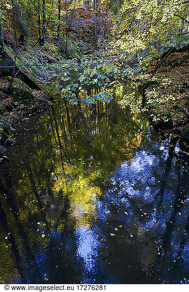 Teich im Herbstwald