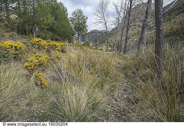 Teich Las Balagueras in den Gudar-Bergen Mora de Rubielos Teruel Aragon Spanien.