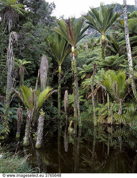 Teich und Nikau Palme  die nur in Neuseeland vorkommt (Rhopalostylis sapida)  Punakaiki Nationalpark  Südinsel  Neuseeland