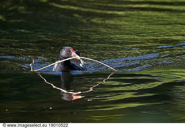 Teichhuhn (Gallinula chloropus)  schwimmend mit Nistmaterial im Schnabel  Hessen  Deutschland  Europa
