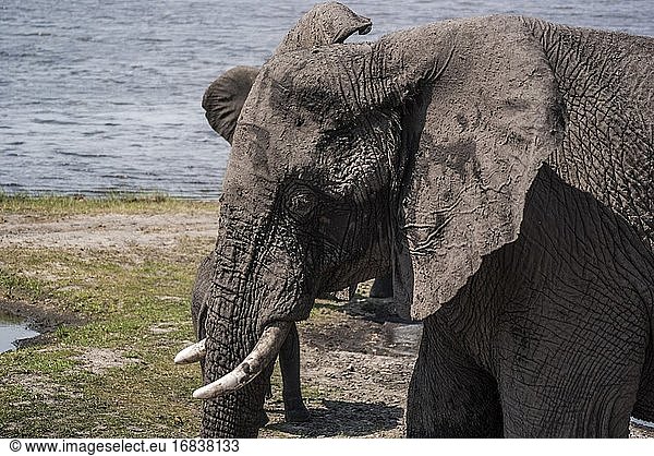 Teleaufnahme eines afrikanischen Elefanten (Loxodonta)  der mit Schlamm bedeckt ist. Chobe-Nationalpark. Botswana  Afrika.
