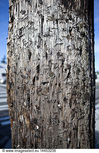 Telephone Pole Covered With Staples and Nails