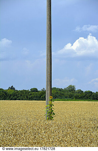 Telephone pole standing in middle of vast field in summer