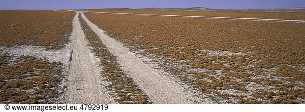 Teloschistes capensis Flechten  Feld mit Spuren eines Geländefahrzeugs  Namibia  Afrika