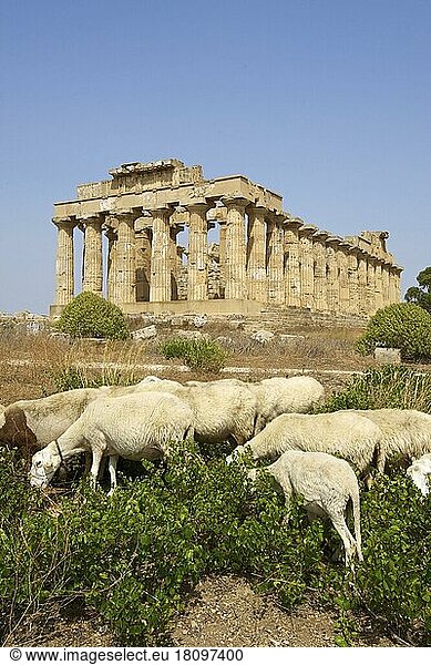 Tempel E  Tempel der Hera  Selinunt  Provinz Trabant  Sizilien  Italien  Europa