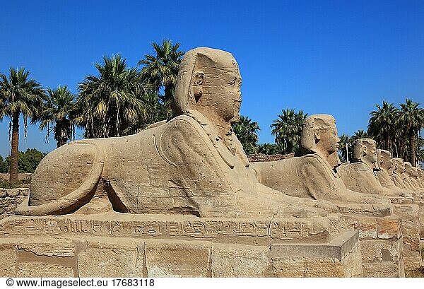 Tempel von Luxor  Sphingenallee vor der Tempelanlage  UNESCO-Weltkulturerbe  Oberägypten  Ägypten  Afrika