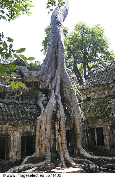 Tempelanlage Ta Prohm Würgefeige (Ficus sp.) Angkor Siem Reap Kambodscha Südostasien