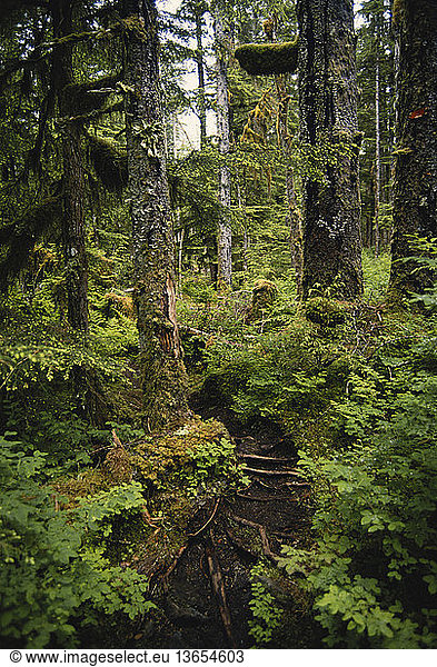 Temperate rainforest in the Glacier Bay area of southeast Alaska.