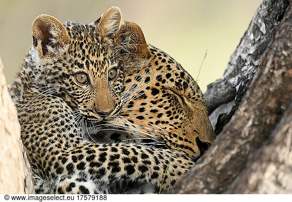 Tender moment between a mother leopard and her cub (Panthera pardus). South Luangwa National Park  Zambia