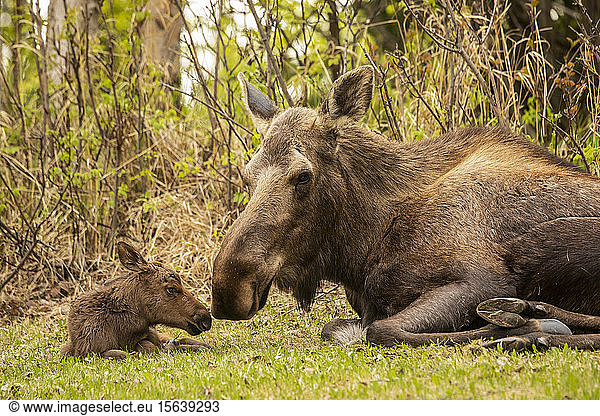 Tender moment between cow moose (Alces alces) and calf  South-central Alaska; Anchorage  Alaska  United States of America