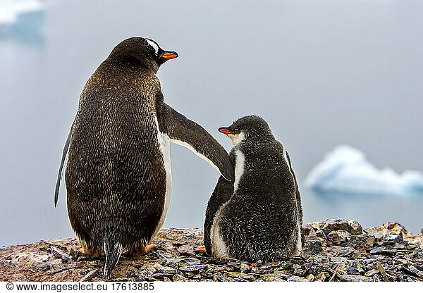 Tender moment  Gentoo penguins(Pygoscelis papua)  Antarctica