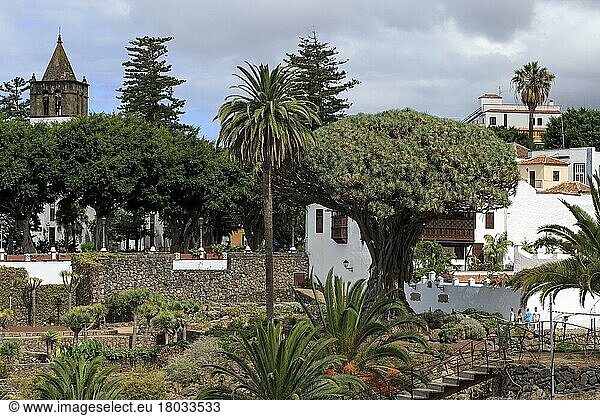 Teneriffa  Kanarische Inseln  Kanarischer (Dracaena draco) Drachenbaum  Parque Del Drago  Icod de Los Vinos  Spanien  Europa