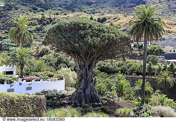 Teneriffa  Kanarische Inseln  Kanarischer (Dracaena draco) Drachenbaum  Parque Del Drago  Icod de Los Vinos  Spanien  Europa